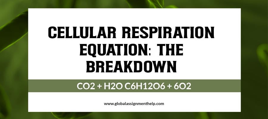 Cellular Respiration Equation