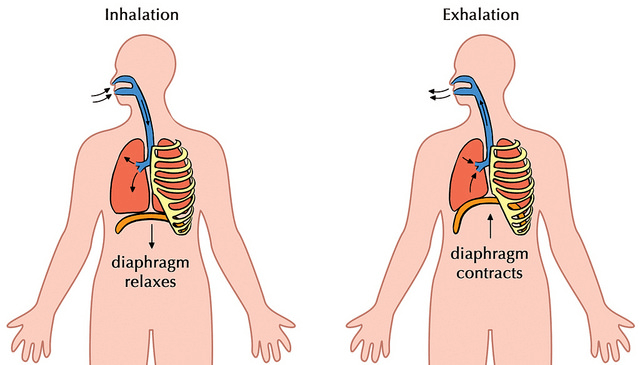 Inhalation VS Exhalation