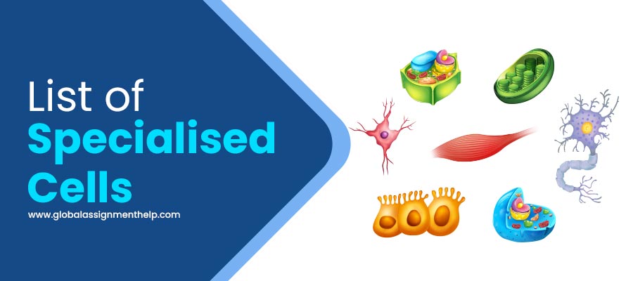 List Of Specialised Cell